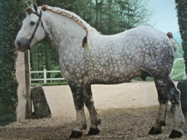 UK Percheron Horse Breeders - Percheron Show Horses